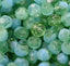 Opaque Aqua Peridot Green Czech Faceted Glass Bead 6mm Round - 25 Pc