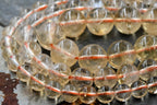 Citrine Beads, Full 15.5" Strand Natural Round Wholesale 4mm 6mm 8mm 10mm